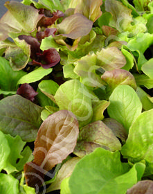 Lactuca sativa 'Wild Garden Mix'